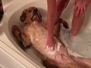 Dogs Deserve Spa Therapies Too