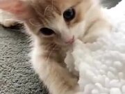 Brighten Up Your Day A Little, With This Kitten