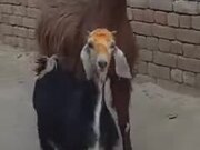 These Goats Can Knock Up A Dance Floor