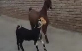 These Goats Can Knock Up A Dance Floor - Animals - VIDEOTIME.COM