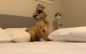 Such A Happy And Adorable Puppy - Animals - VIDEOTIME.COM