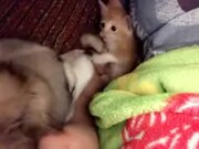 Kitten Is Tired Of Dog Investigating It