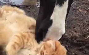 Cat Gets A Spa From A Horse - Animals - VIDEOTIME.COM