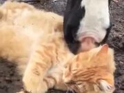 Cat Gets A Spa From A Horse
