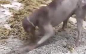 You May Start Digging Now - Animals - VIDEOTIME.COM