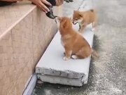 Tiny Puppies Meet Each Other And Kiss