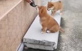 Tiny Puppies Meet Each Other And Kiss - Animals - VIDEOTIME.COM