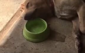 Remember To Stay Hydrated, My Friends - Animals - VIDEOTIME.COM