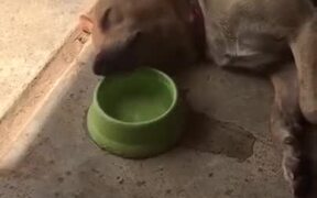 Remember To Stay Hydrated, My Friends - Animals - VIDEOTIME.COM
