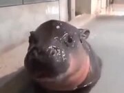 Baby Hippo, But With Weird Noise?