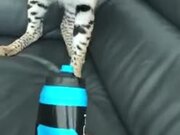 That Cat Doesn't Like The Bottle