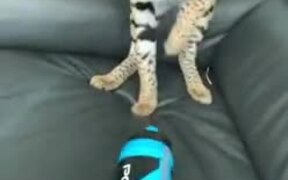 That Cat Doesn't Like The Bottle - Animals - VIDEOTIME.COM
