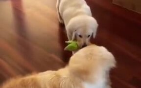 Puppy Honing In On His Stalking Skills - Animals - VIDEOTIME.COM