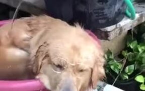 These Dogs Are Really Beating The Heat - Animals - VIDEOTIME.COM