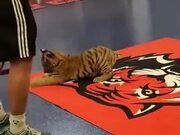 Tigers Are Just Huge Cats