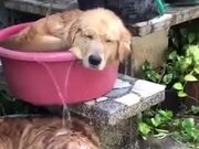 These Dogs Are Really Beating The Heat