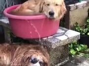 These Dogs Are Really Beating The Heat