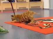 Tigers Are Just Huge Cats
