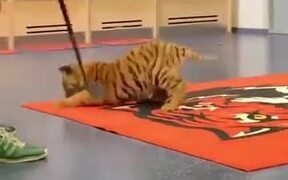 Tigers Are Just Huge Cats - Animals - VIDEOTIME.COM