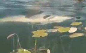 Fish?! That's A Huge Monster - Animals - VIDEOTIME.COM