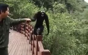 This Gibbon Is Having A Good Time - Animals - VIDEOTIME.COM
