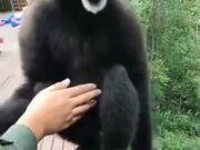 This Gibbon Is Having A Good Time