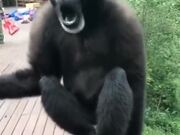 This Gibbon Is Having A Good Time
