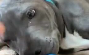 Adorable Little Puppy's Nap Time - Animals - VIDEOTIME.COM