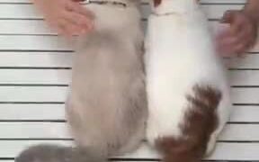 This Guy's Got Two Cats To Pet - Animals - VIDEOTIME.COM