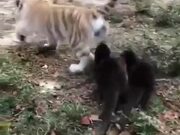 Baby Otters Vs Baby Tiger