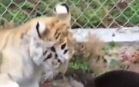 Baby Otters Vs Baby Tiger