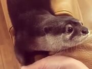 This Otter Is OTTERly Cute