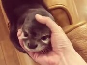This Otter Is OTTERly Cute