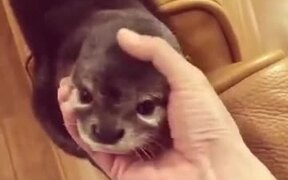 This Otter Is OTTERly Cute - Animals - VIDEOTIME.COM