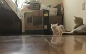 This Is Catsports Catto GP - Animals - VIDEOTIME.COM