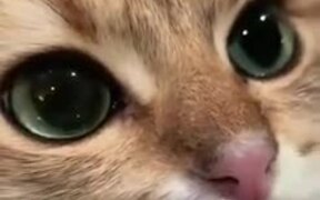 Those Eyes Are Like Glass Marbles - Animals - VIDEOTIME.COM