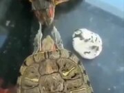 Funny Turtles