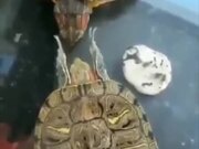 Funny Turtles