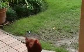 This Hen Needs Some Cuddles Too - Animals - VIDEOTIME.COM