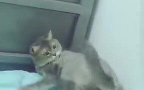 No, This Tail Is Out To Attack Me! - Animals - VIDEOTIME.COM