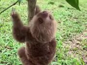 Who Knew Sloths Are So Adorable