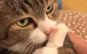 When Someone Steps On Your Foot - Animals - VIDEOTIME.COM