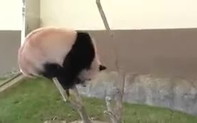 Pandas Are The Clumsiest Animal Earth - Animals - VIDEOTIME.COM