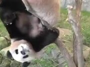 Pandas Are The Clumsiest Animal Earth