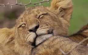 Sleepy Lion Cub - Animals - VIDEOTIME.COM