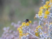 Bumble Bee Gathering Nectar