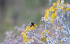 Bumble Bee Gathering Nectar - Animals - VIDEOTIME.COM