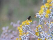 Bumble Bee Gathering Nectar
