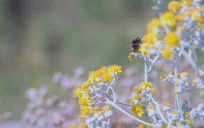 Bumble Bee Gathering Nectar - Animals - VIDEOTIME.COM