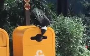 Birds Are Smarter Than Humans - Animals - VIDEOTIME.COM